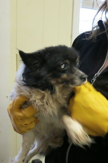 puppy_mill36.JPG